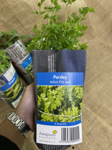 Parsley - Italian Flat Leaf